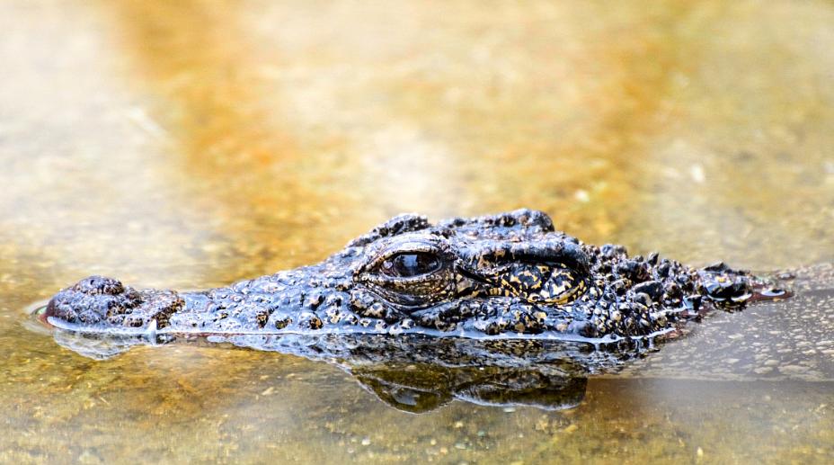 鳄鱼袭击电鳗打法视频,鳄鱼被电鳗电死
