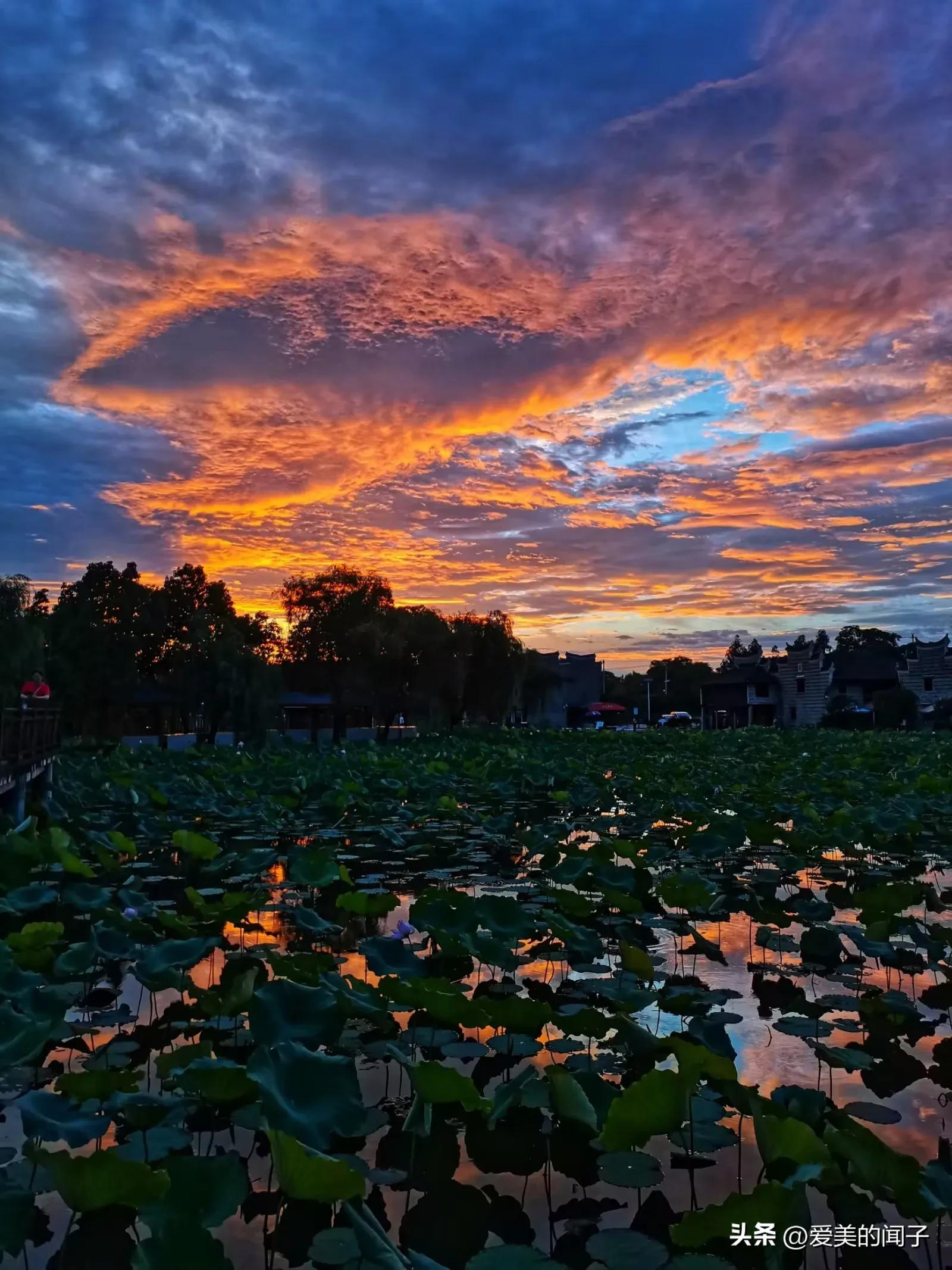 荷花仙子美得让人醉,夏日的荷花美景为你带来凉爽