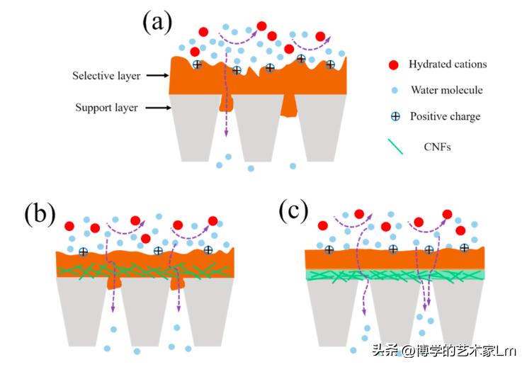 绾ょ淮绱犺啘鍔涘鎬ц兘璁ㄨ,绾ょ淮绱犵撼绫宠啘缁艰堪