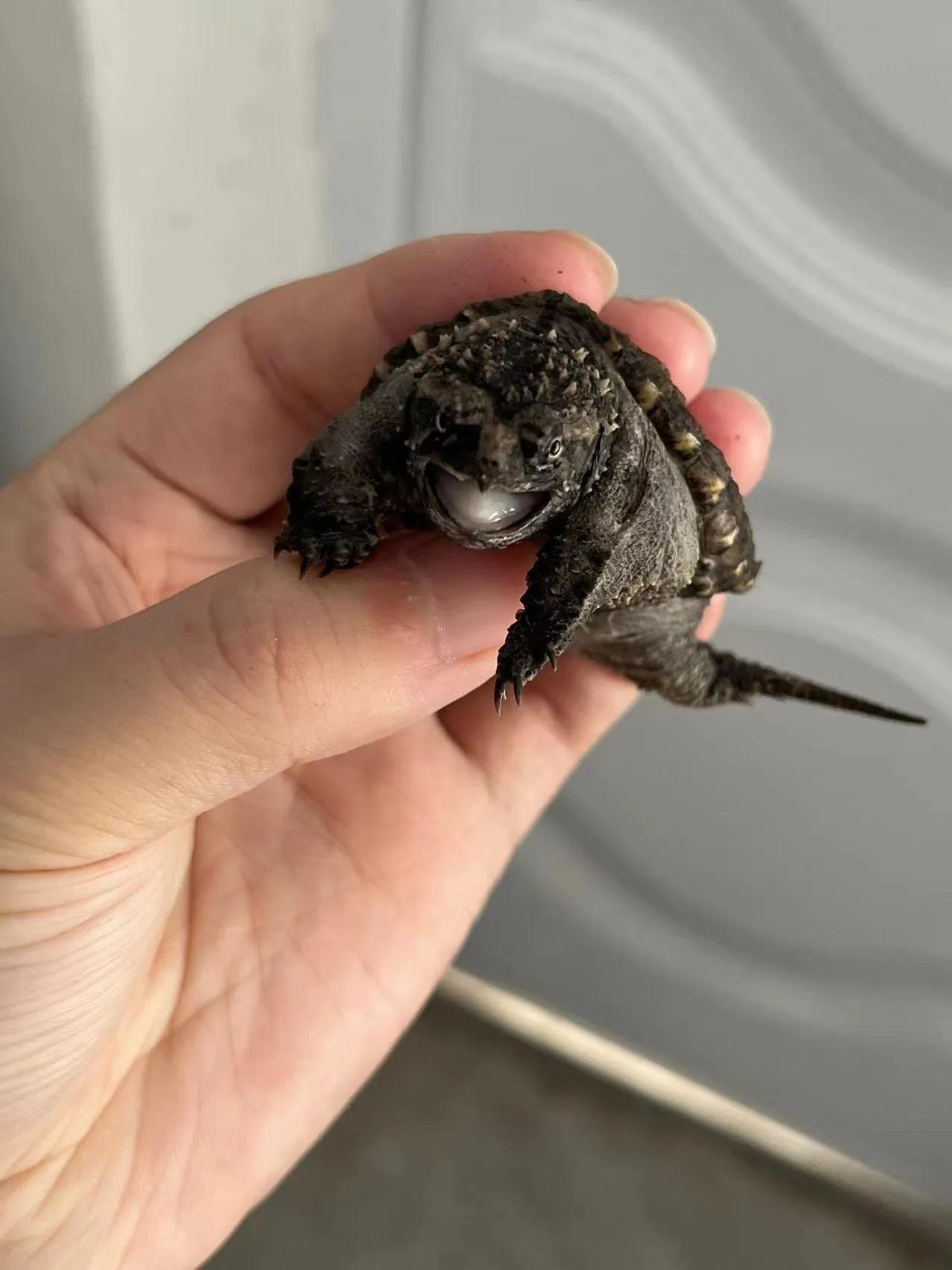 黄化佛鳄跟原色佛鳄选育,佛鳄和北美鳄苗子怎么区分