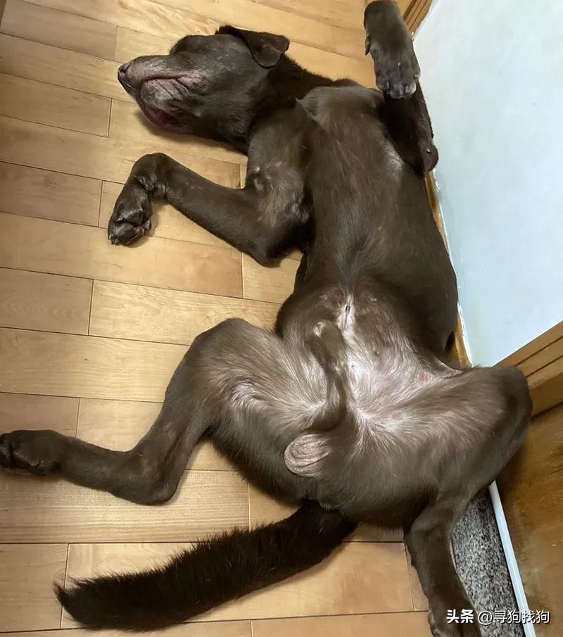 广州拉布拉多犬出售同城多少钱,越秀区拉布拉多犬