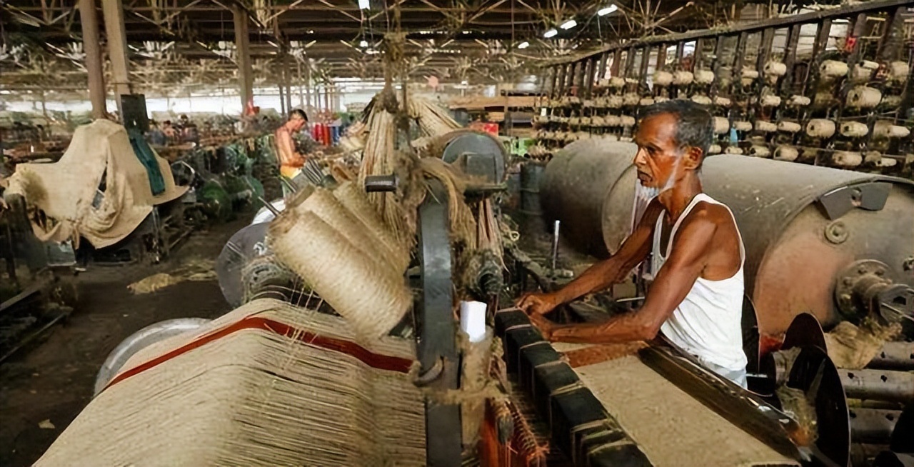 印度种黄麻吗,印度黄麻的特点