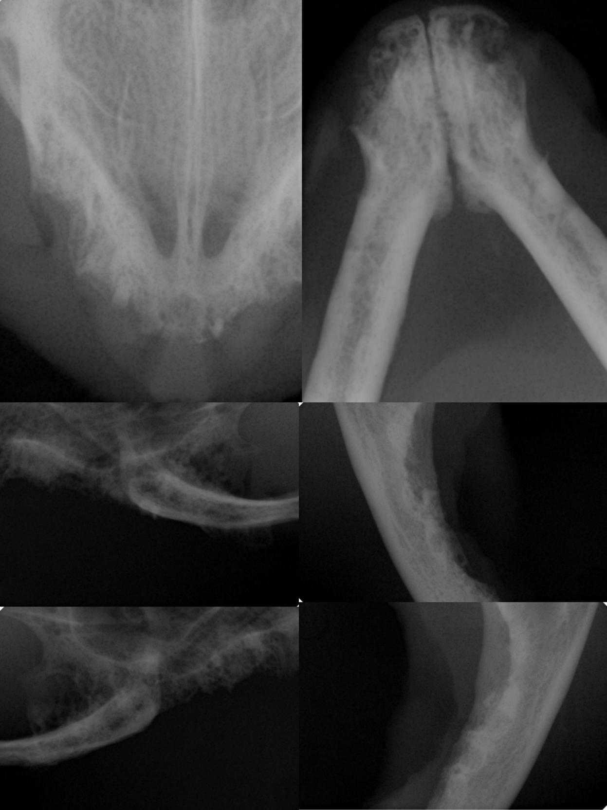 猫咪得了口炎谁有好办法治疗,猫咪得了口炎需要打什么针