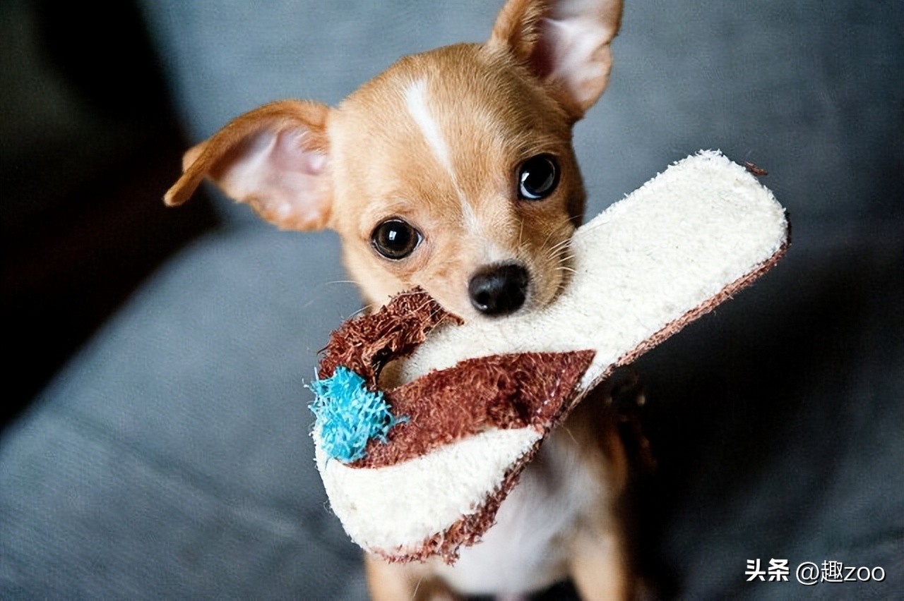 十大最听话的狗排名小型犬,十大最受欢迎的宠物狗种类排行榜