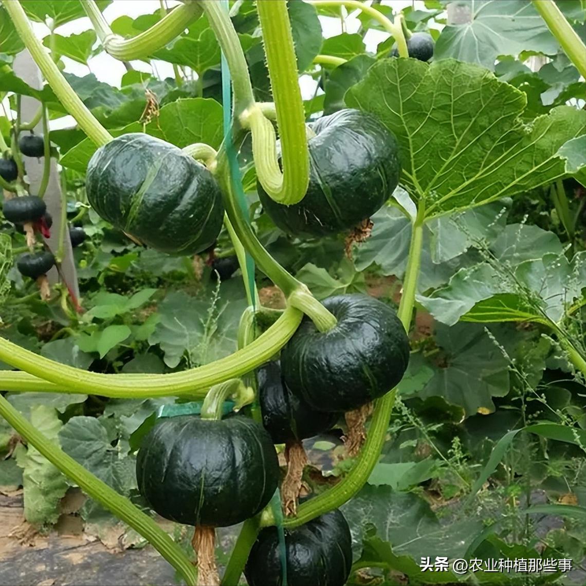 种植南瓜要除侧枝吗,种的南瓜结了瓜又黄了怎么回事