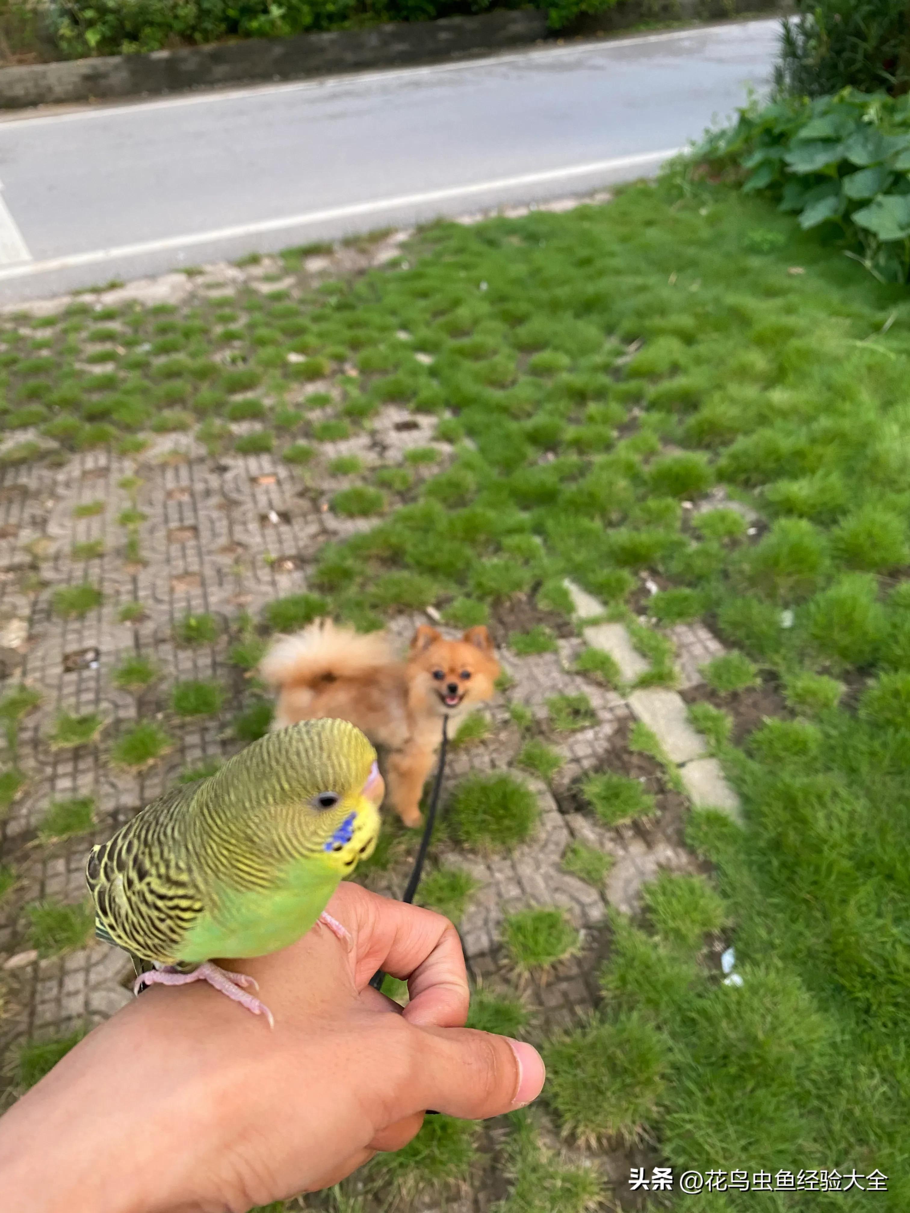 新手训玄凤鹦鹉的方法大全,虎皮鹦鹉跟玄凤鹦鹉怎么才能养熟