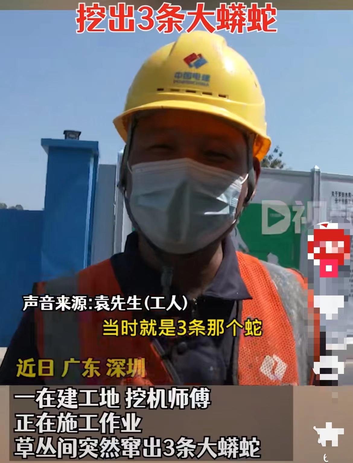 吓人!深圳一工地挖出3条超70斤大蟒蛇,不怕雄黄它究竟怕什么?