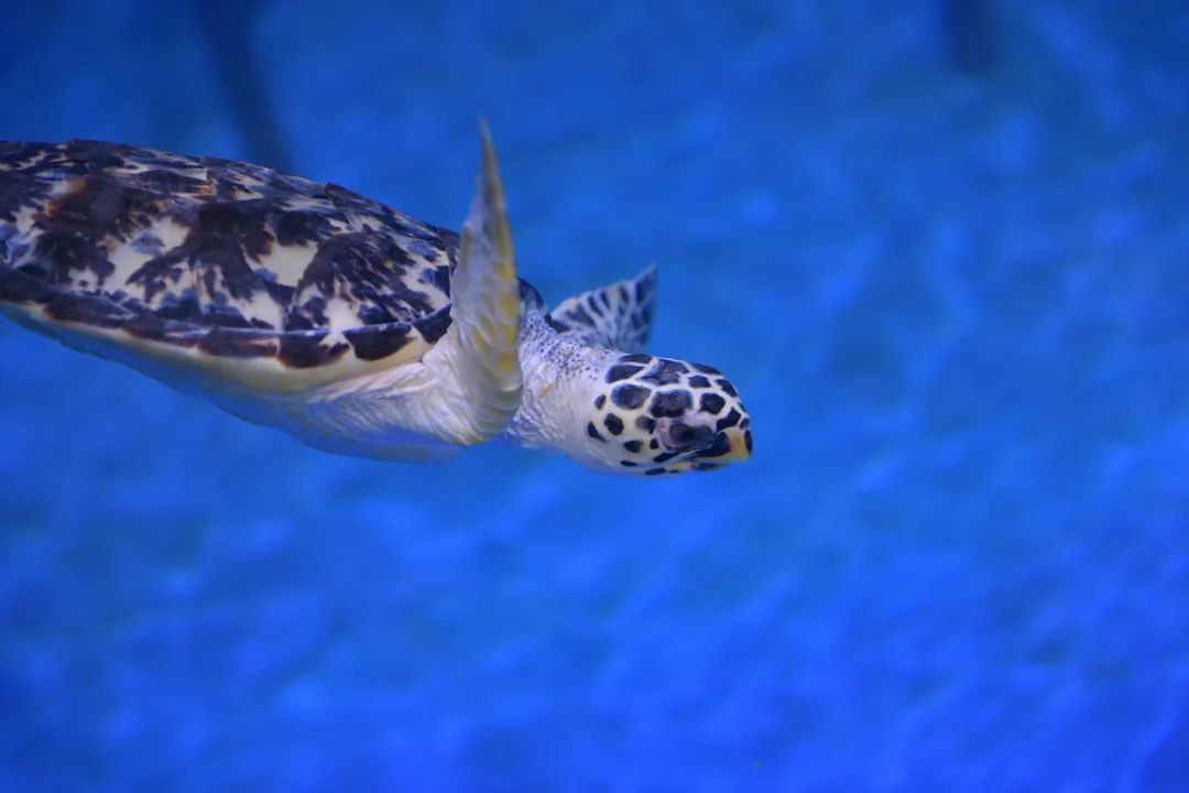 V世界｜夏天，在阿布扎比的11个“极致”体验