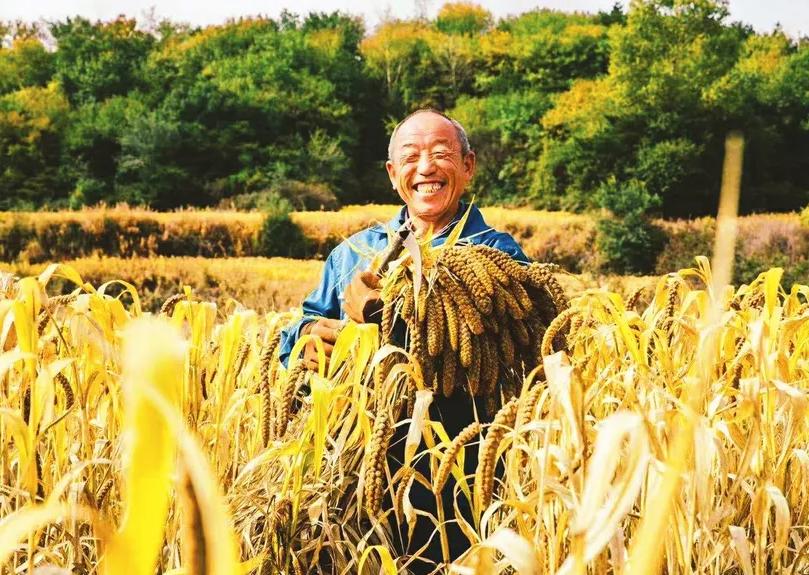 日本人山东租1500亩地的故事 (2006年日本人在山东租50亩地)