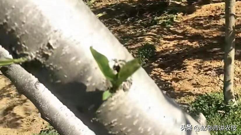 桃树修剪留桩危害有多大,老桩桃树修剪最新方法