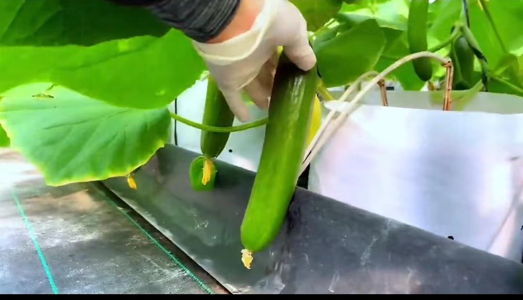 日本夫妇种植有机蔬菜,日本乡村两夫妻种菜