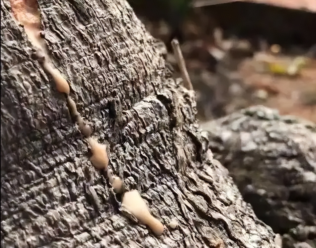 世界上最毒的树出门一定要注意,世界上最毒的树前10名