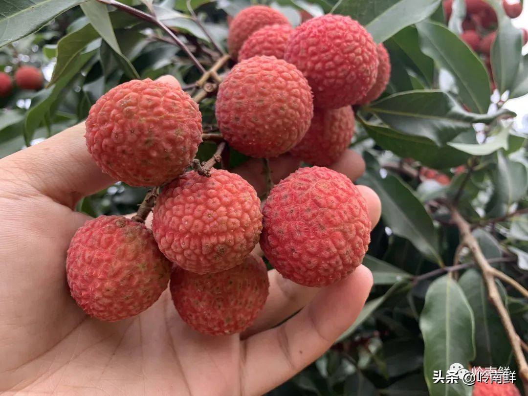 全球最好吃的荔枝在哪里,荔枝哪个品种最好吃