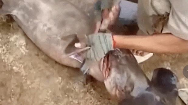 鲨鱼被割掉鱼鳍还能活多久,现在鲨鱼每年有多少被杀