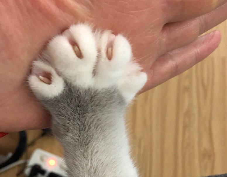 英短猫怎样才能哄好,英短猫抓你腿什么意思