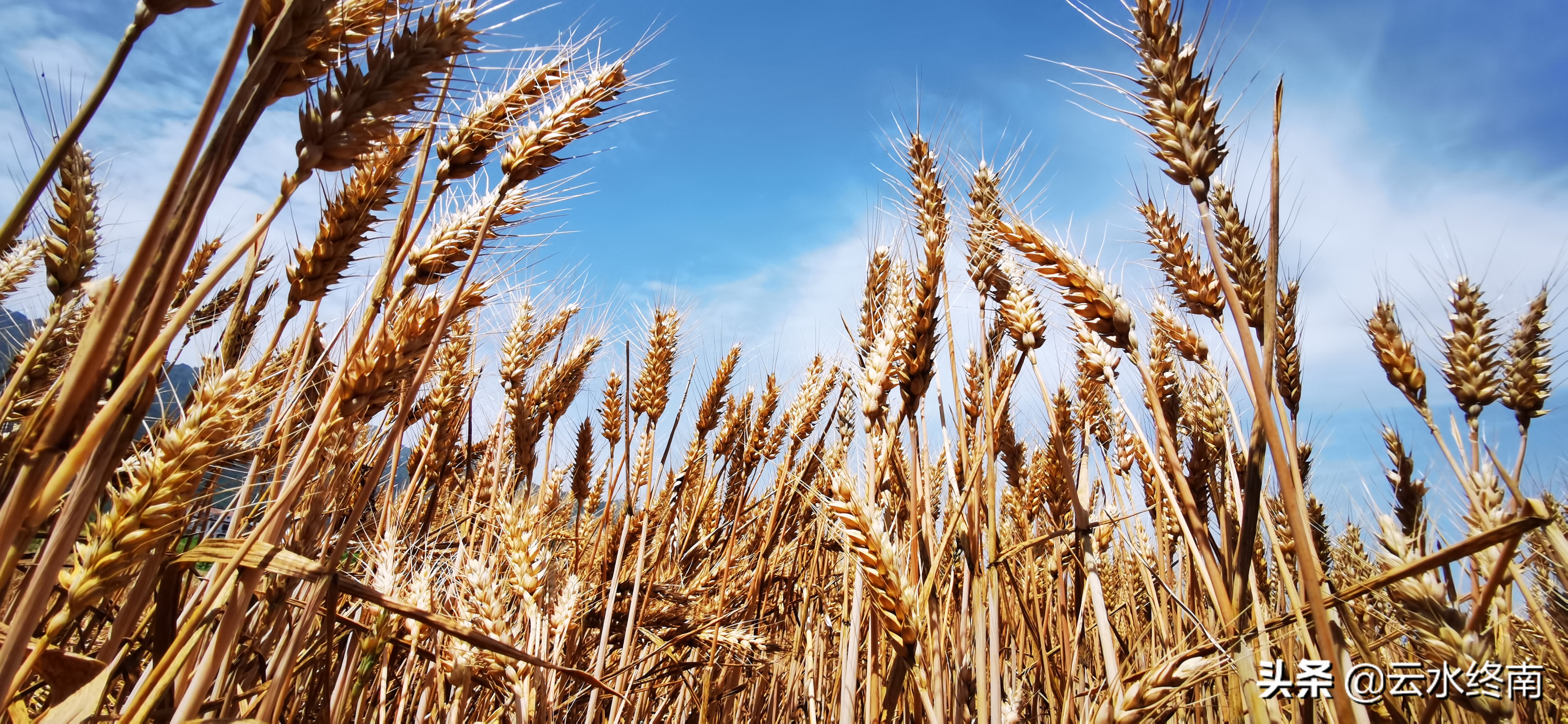 鄠邑区文化旅游节,鄠邑忙罢艺术节开幕直播