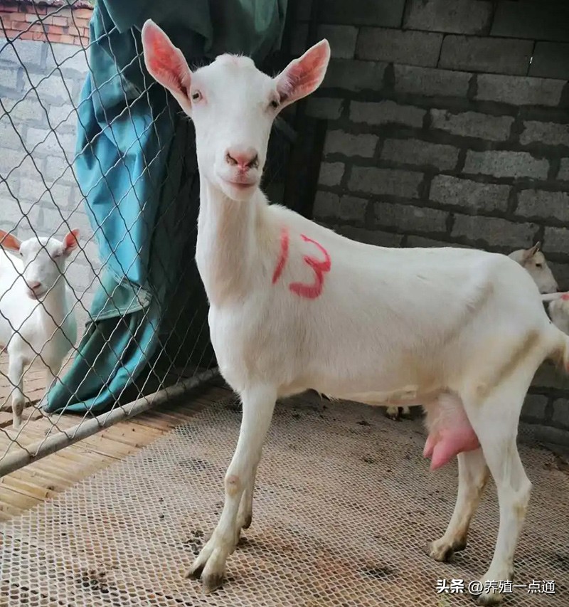 奶山羊的养殖技术及日常管理,奶山羊养好从养殖到产奶
