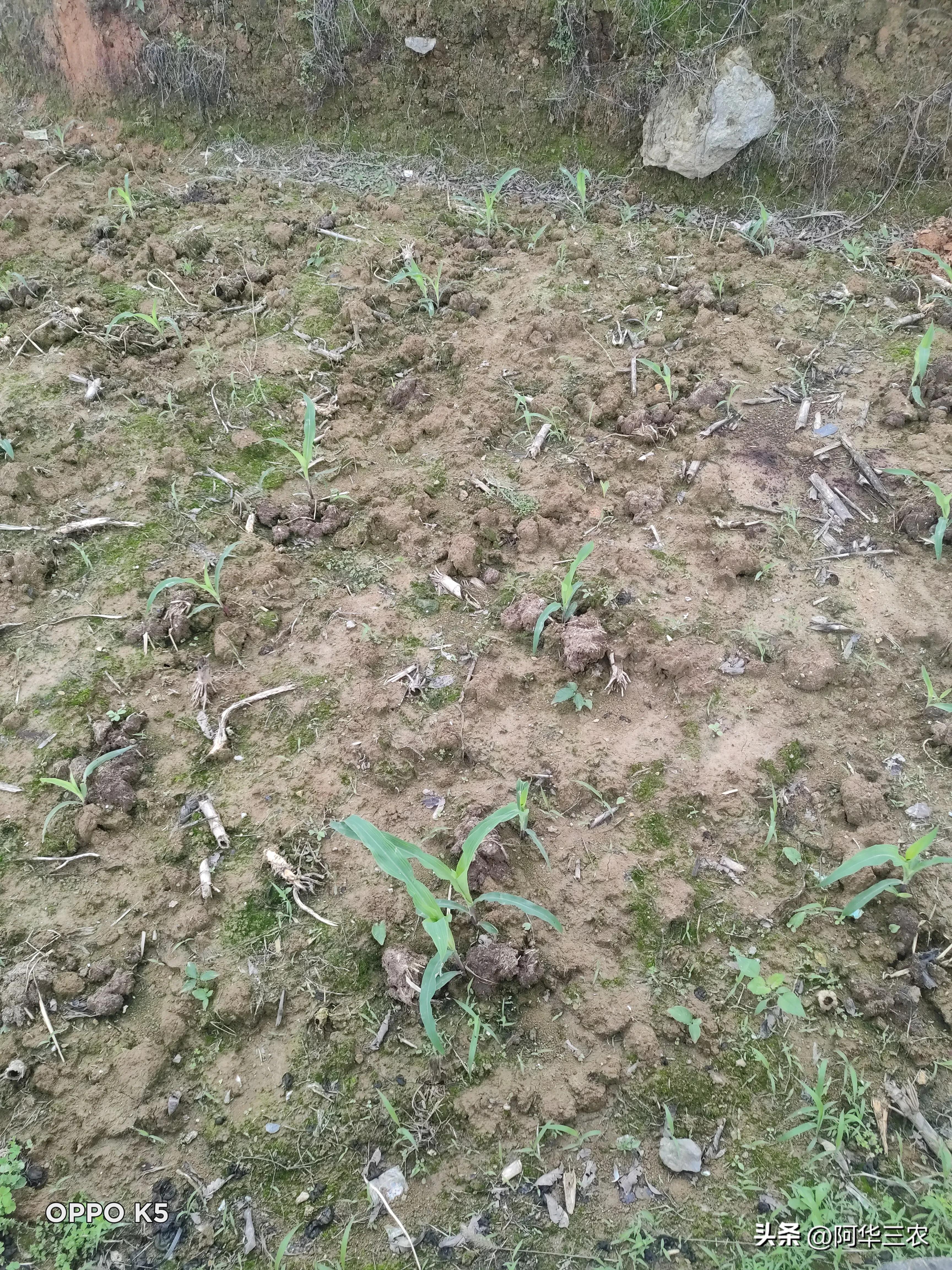 玉米苗变紫怎么办,玉米苗出现苗弱啥情况