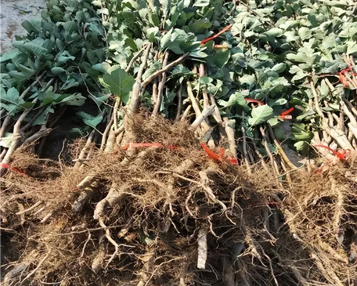 李杏的种子能种吗,杏李栽培要点