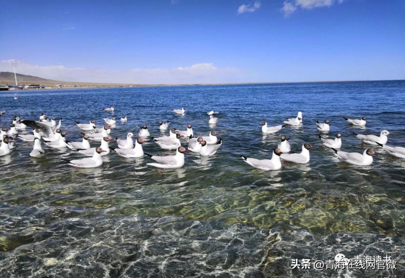 闈掓捣涔嬫梾璁板繂,璁板繂鏃呰闈掓捣
