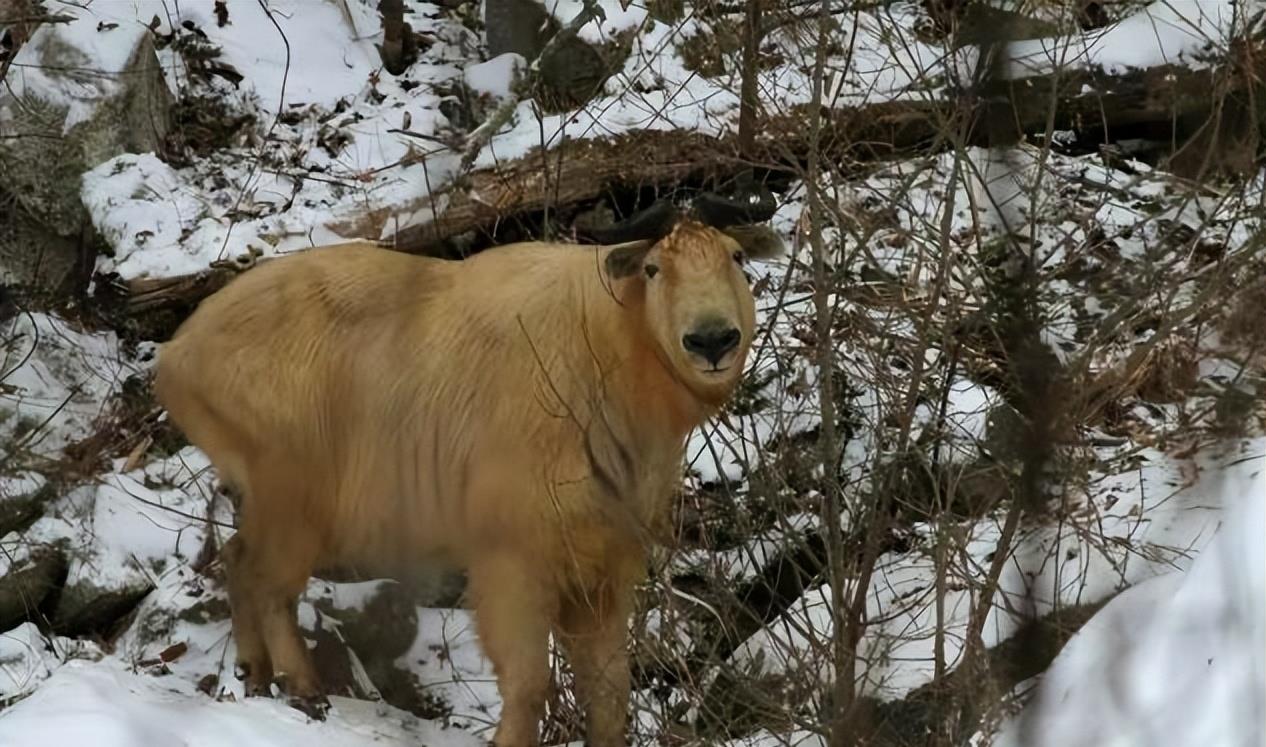 陕西眉县现一头“怪牛”该男子喂它很多次，网友看到：秦岭杀手王