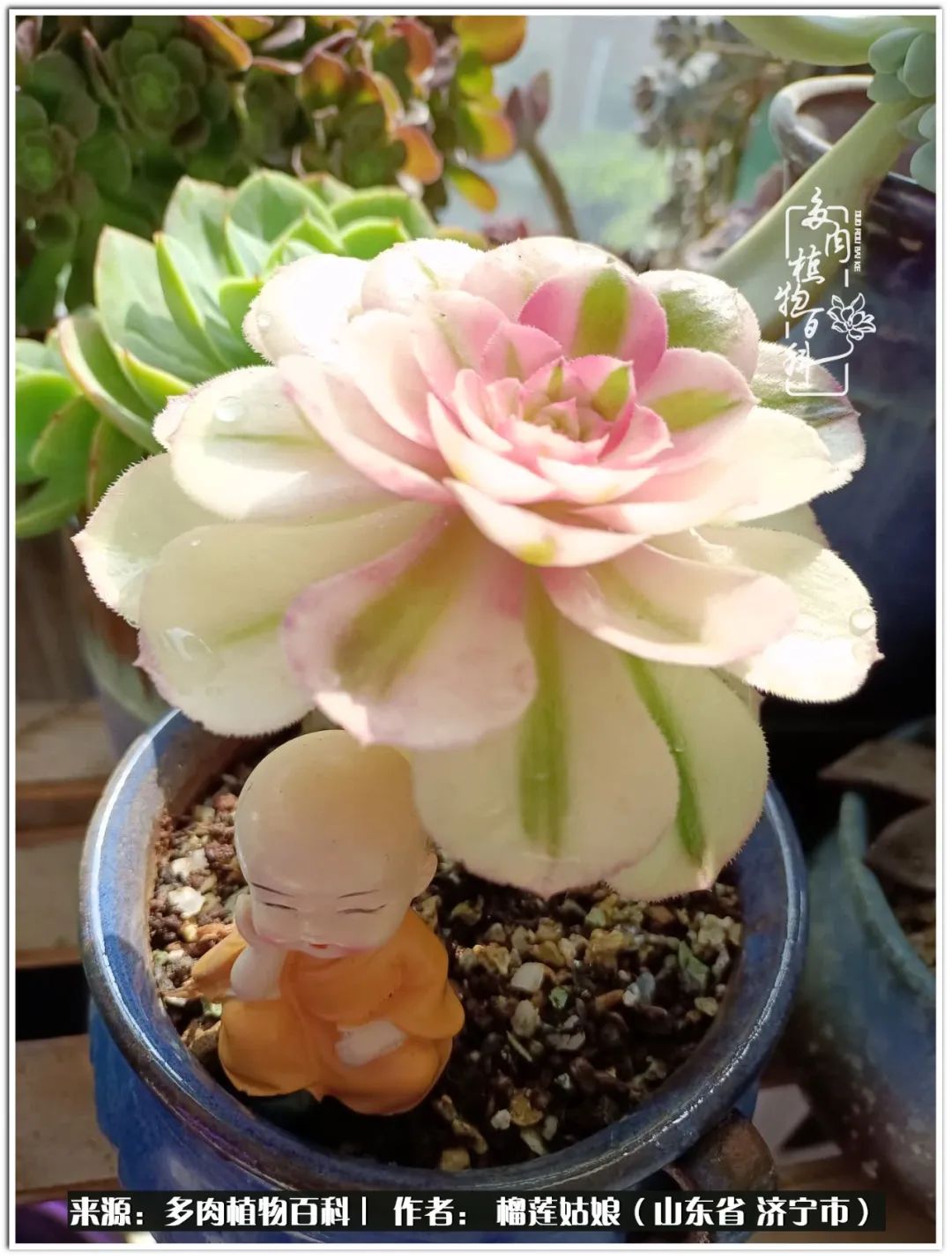 繁花似锦觅安宁淡如流水度一生,繁花似锦觅安宁淡云流水度人生