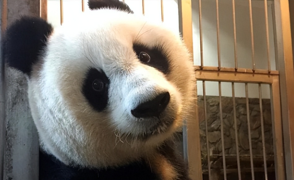 大熊猫高高成长,野生大熊猫高高学爬树