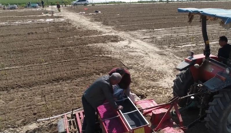 花生高产种植秘诀,花生根系深度多少