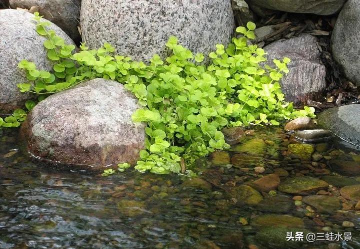 池塘里适合种什么植物,鱼塘适合种点什么植物