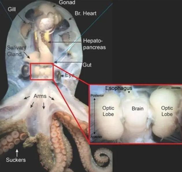 高智商章鱼：幸亏产卵后“自杀”，不然大概率会成为“海洋霸主”
