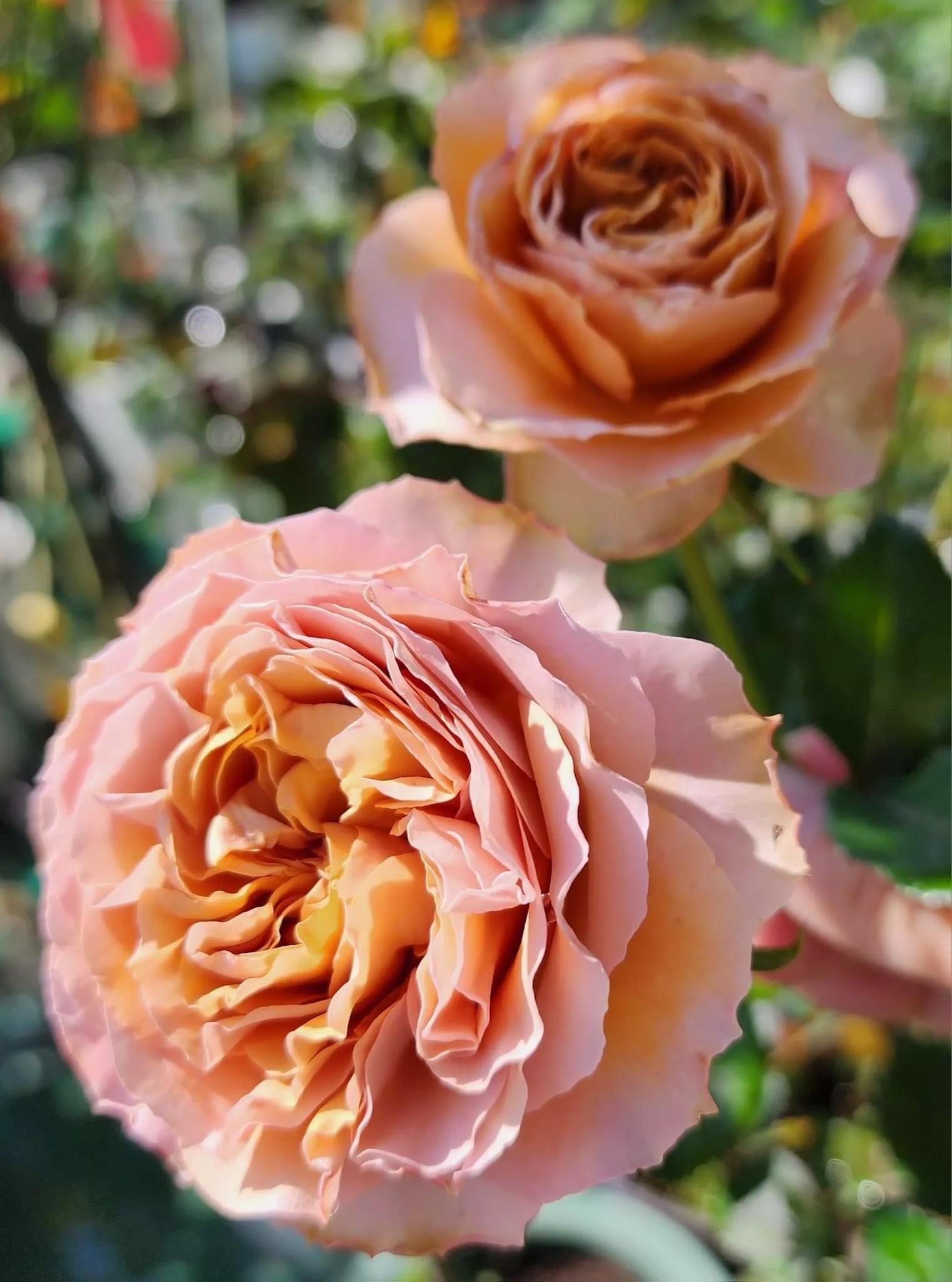 月季品种醉花,月季品种大全及图片欣赏