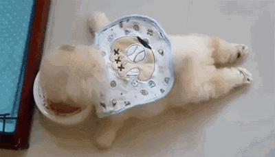 狗狗叫声的含义,狗狗的叫声像哭一样怎么回事