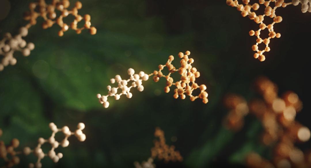 doublerainbow,doublerainbow现场