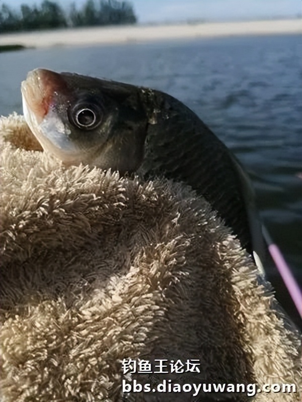 疯杀果香鲫，连竿上大翘