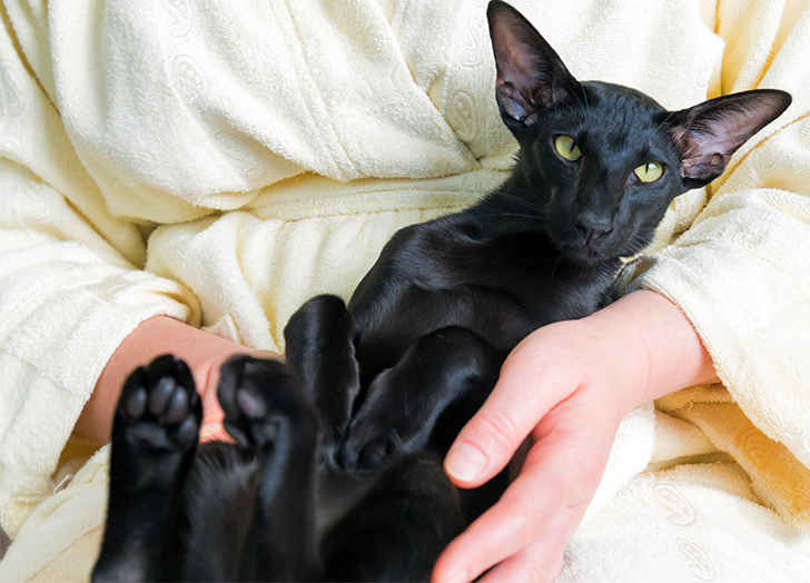 适合焦虑症养的狗,焦虑患者适合什么狗