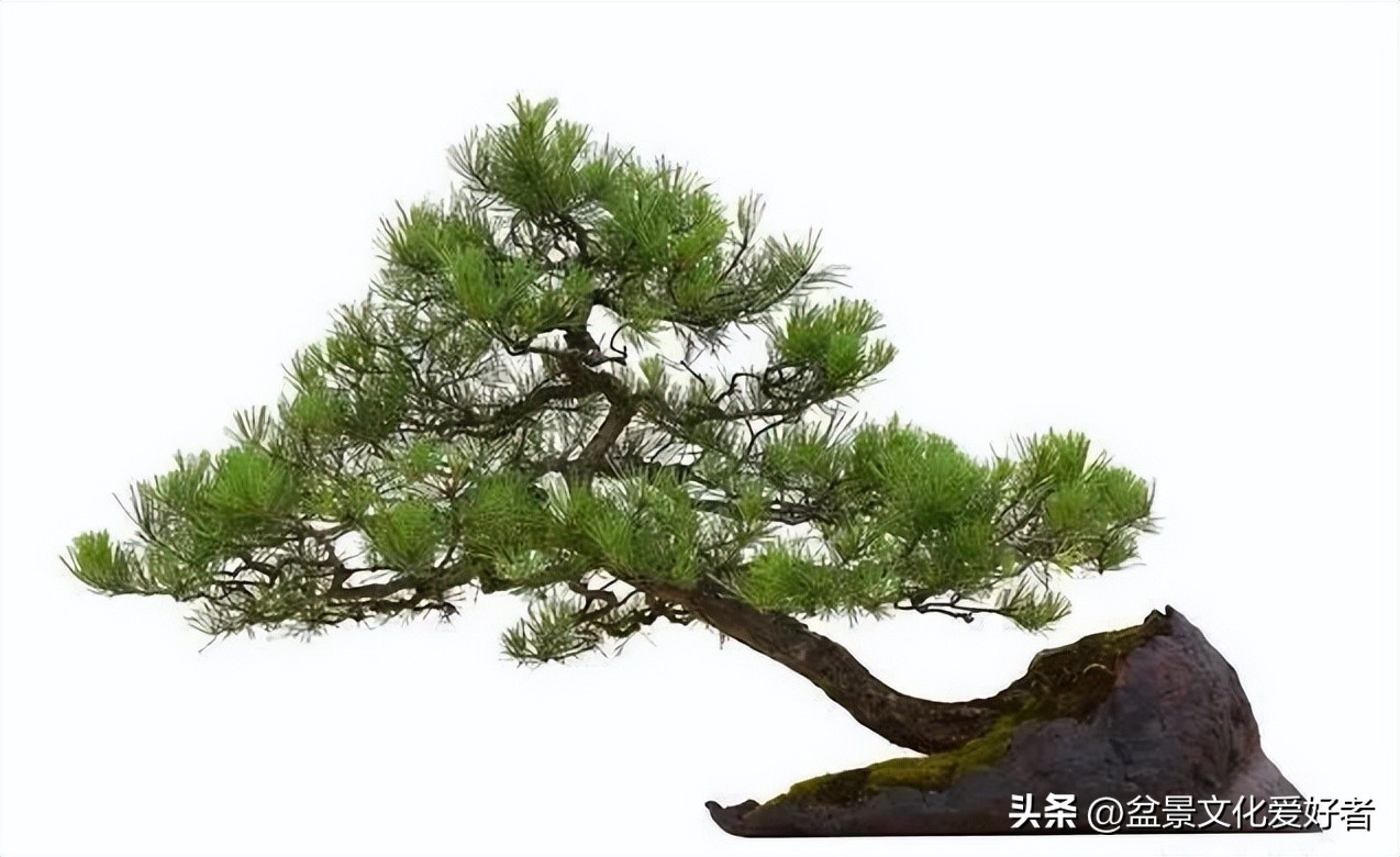 盆景枝条蟠扎后如何正确拿弯,大型松树盆景拿弯过程视频