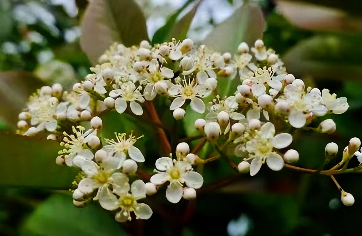 石楠花的气息是怎样的,解读石楠花