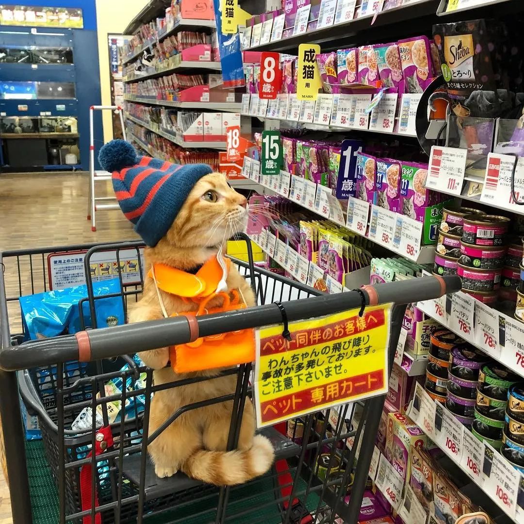 真的不能随便养猫吗,为什么说有些人千万不能养猫