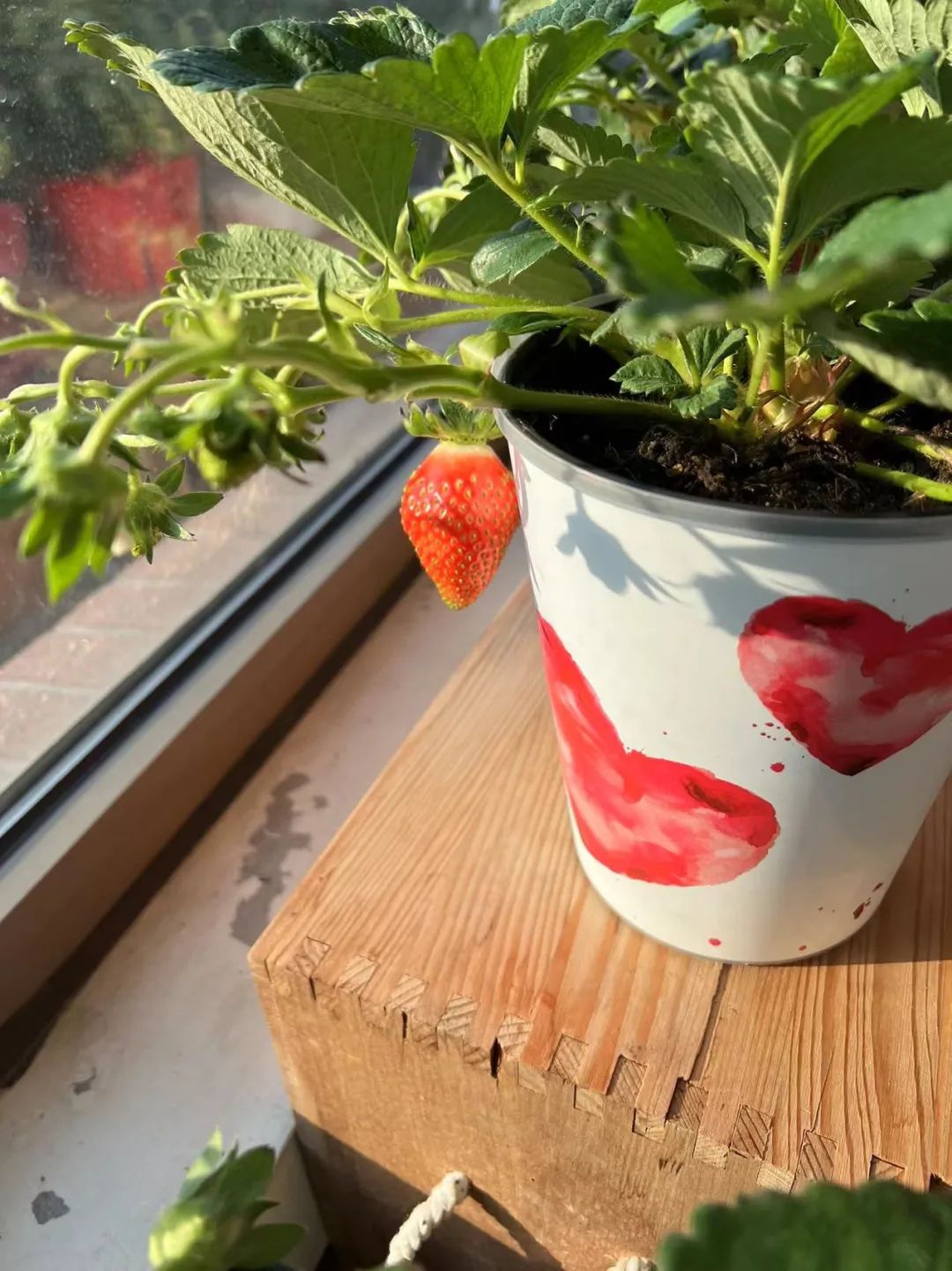 回家过年植物没人浇水怎么办,放假回家植物怎么办