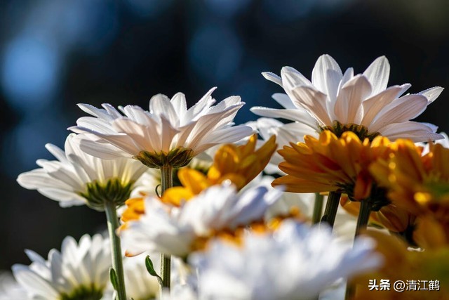 菊花盆栽枯萎后第二年能长新芽吗,刚买回来的菊花花朵枯萎了怎么救