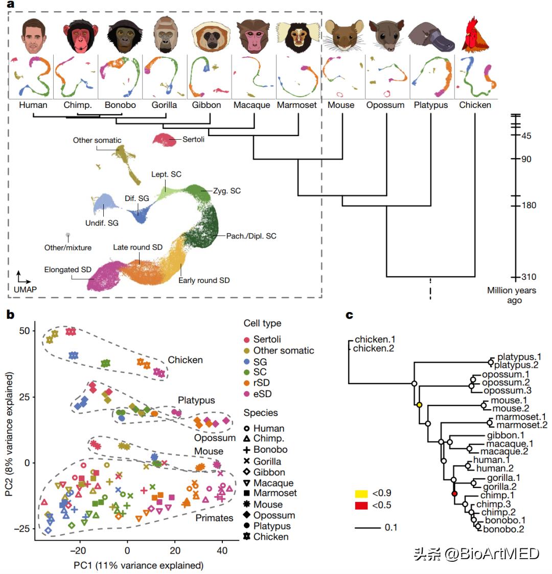 哺乳动物精子发生哪些变化,哺乳动物哪个的精子最多