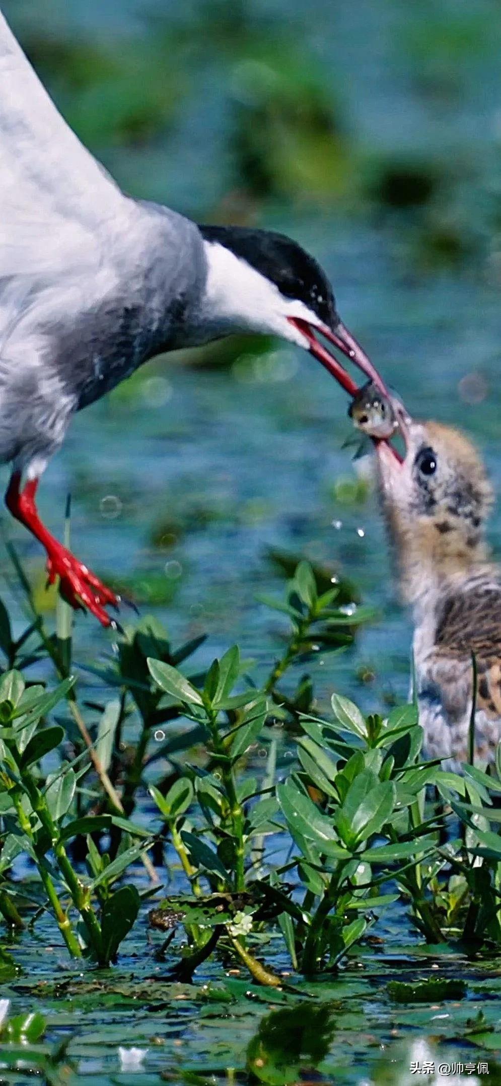 愁人独坐书窗下什么意思,愁人正在书窗下一片飞来一片寒