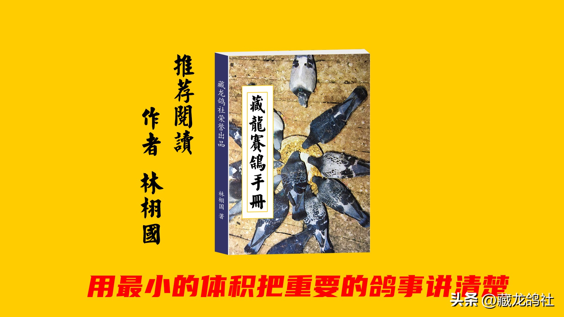 育鸽如何青出于蓝？——谈国血由来与海斯曼的逆袭