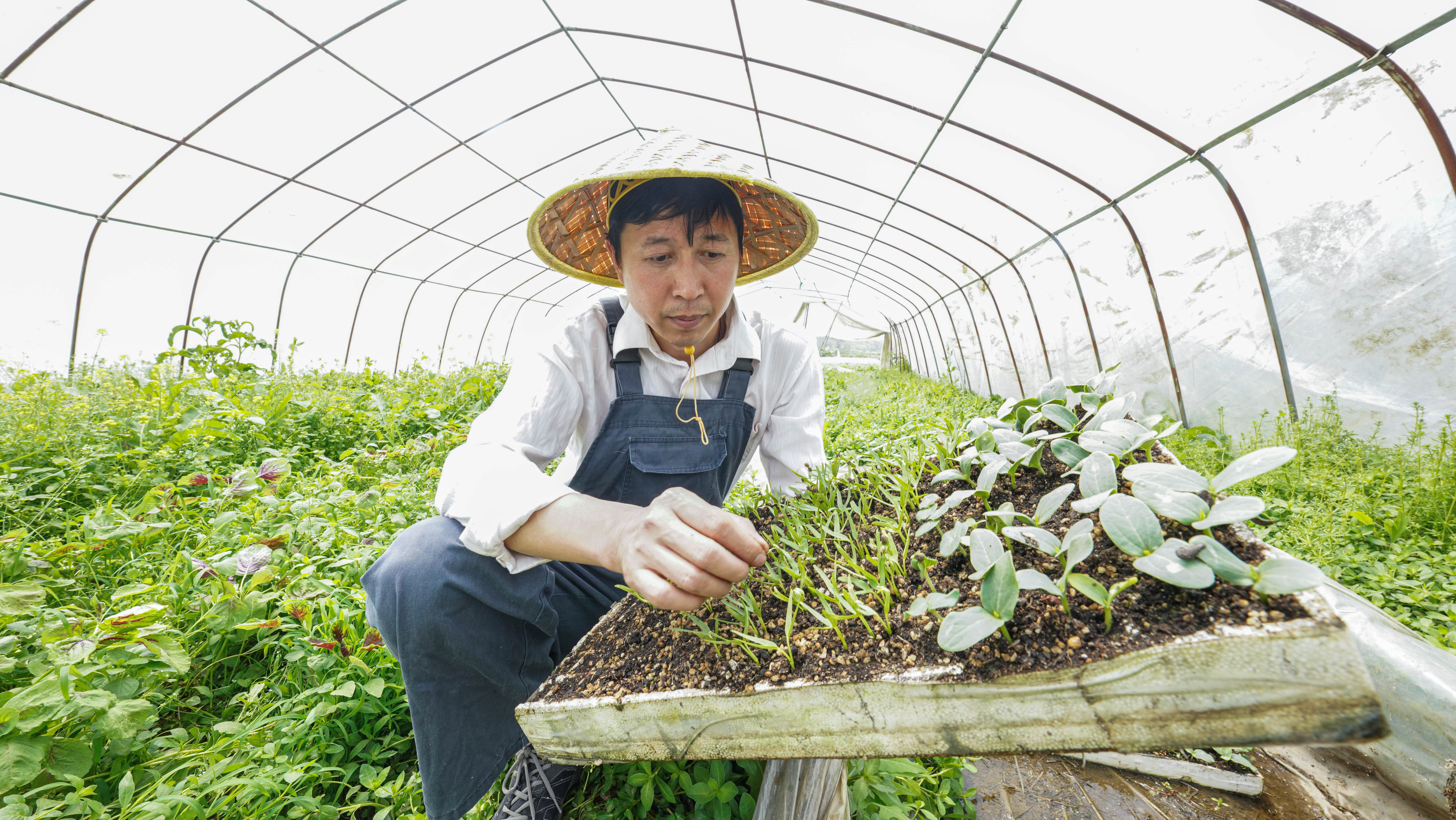 走近土专家|小农夫有大理想，他要种出更多好看好吃不用药的生态菜