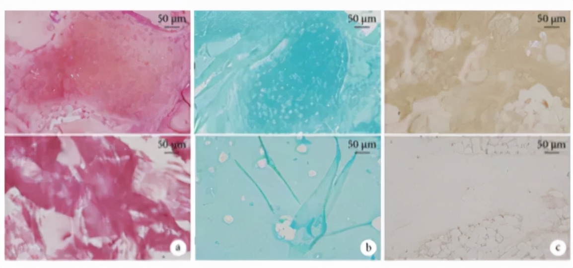 干细胞再造术,干细胞可以治疗不孕不育症吗