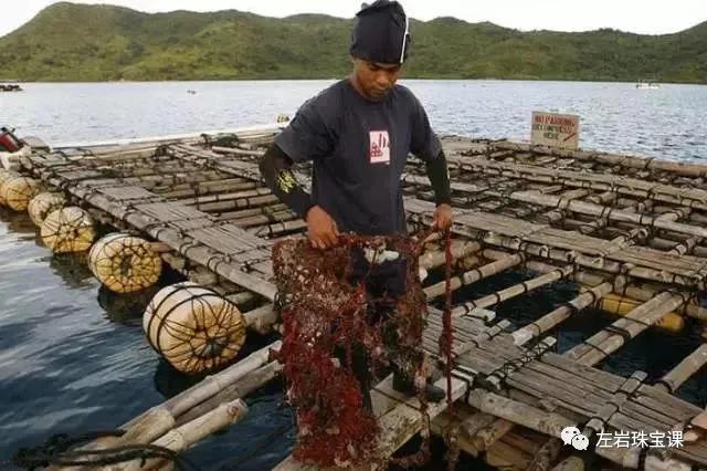 南洋金珠最经典的款式,南洋金珠的功效与作用