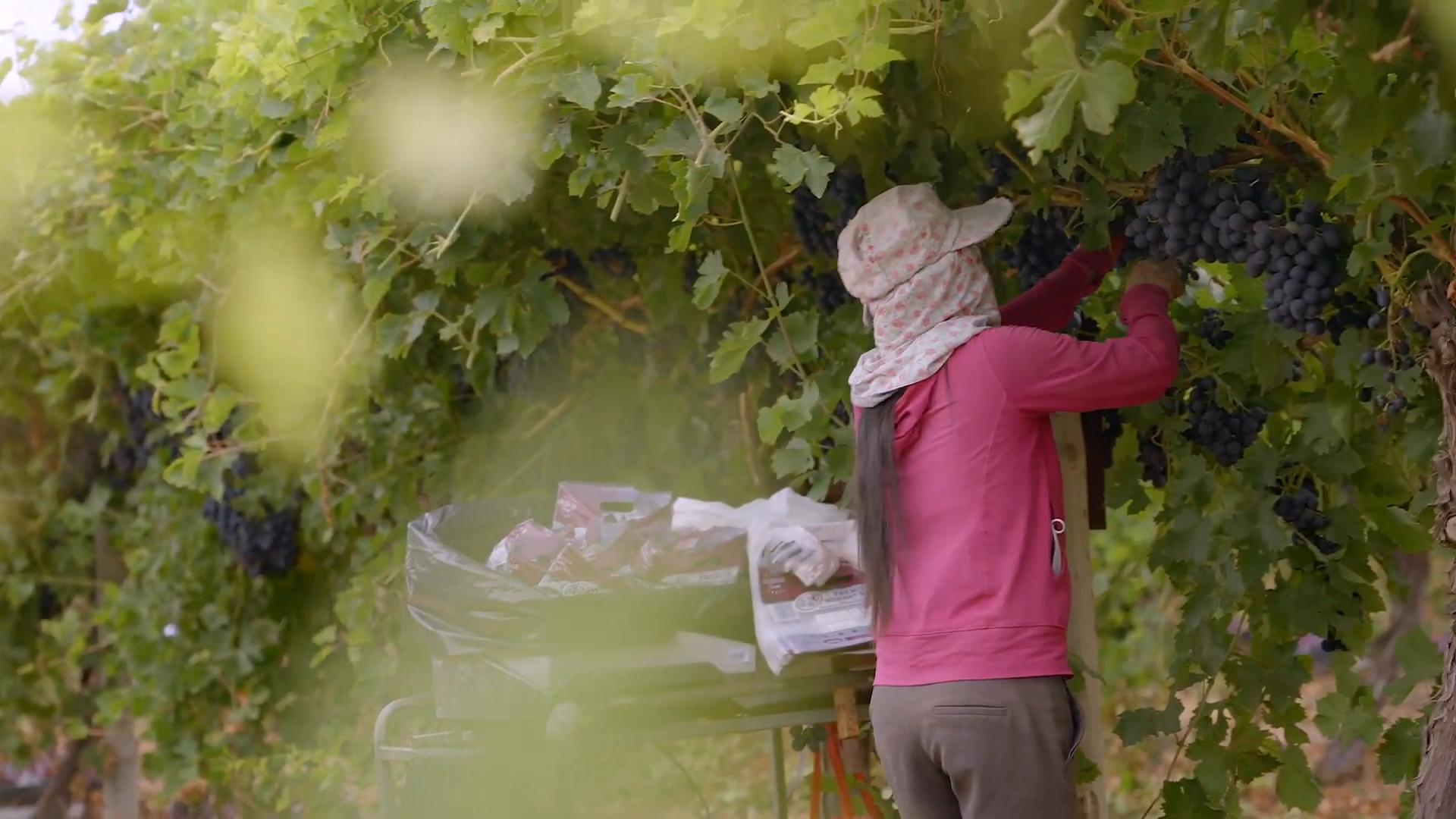 台湾水果滞销10万斤,茂谷柑销量