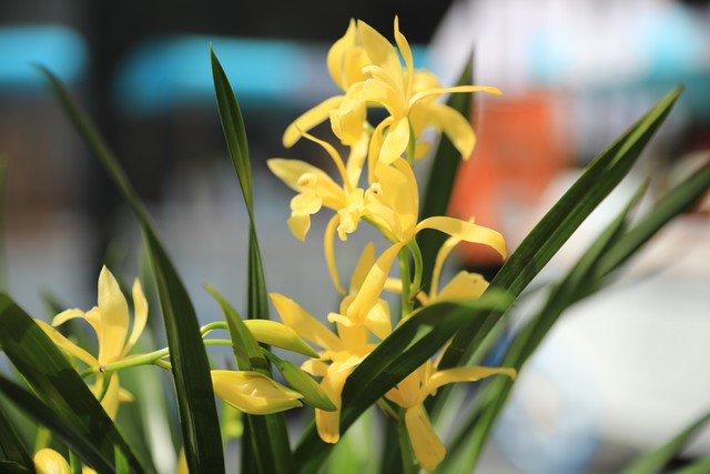 你知道花中四君子的来历吗,我们常说的花中四君子有哪些