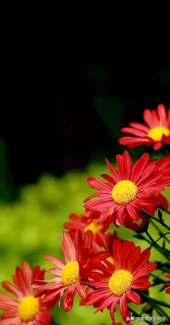 一草一木皆本心一花一叶皆菩提,一花一叶一菩提一草一木皆有情