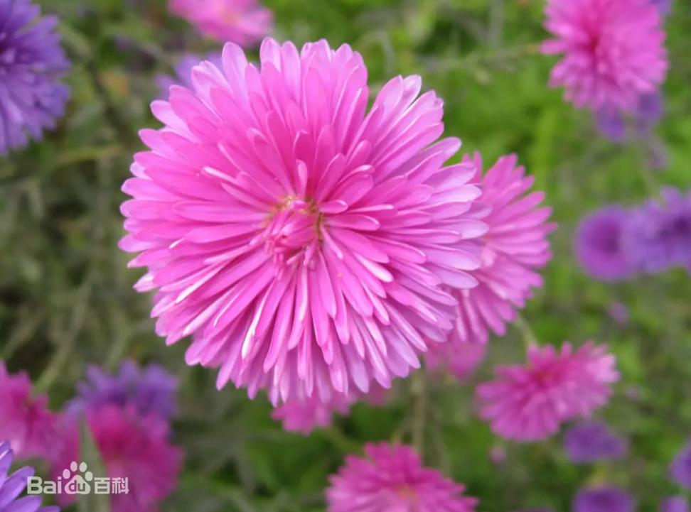 每日一花三十一天,每日一花团购